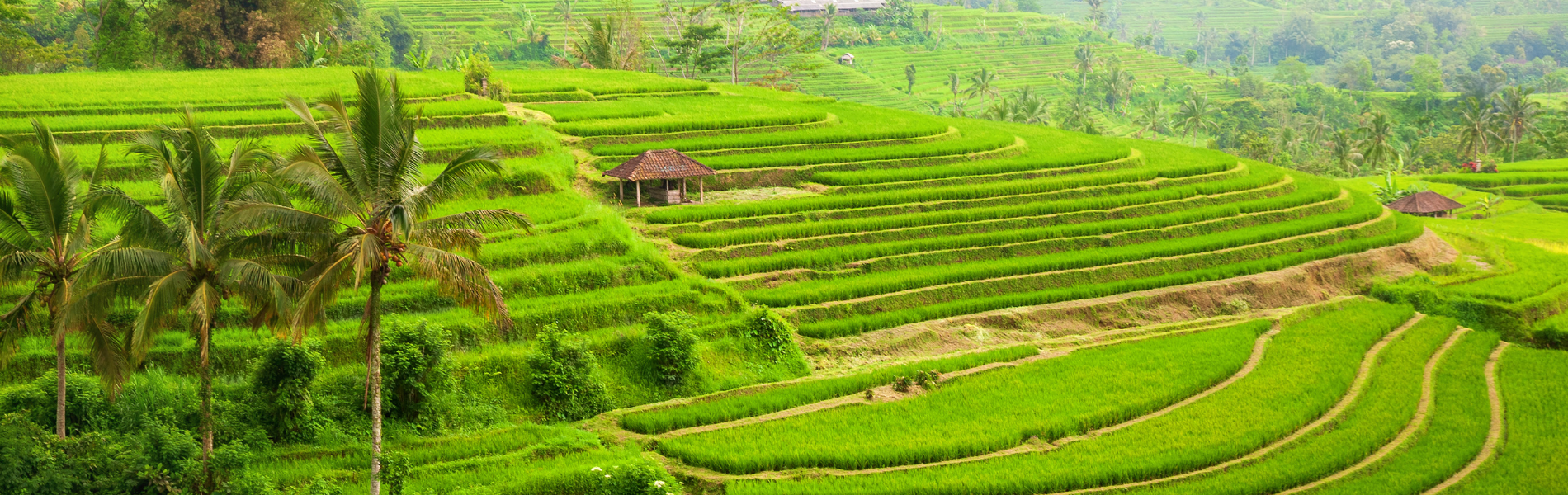 Jatiluwih Unesco World Heritage Tour